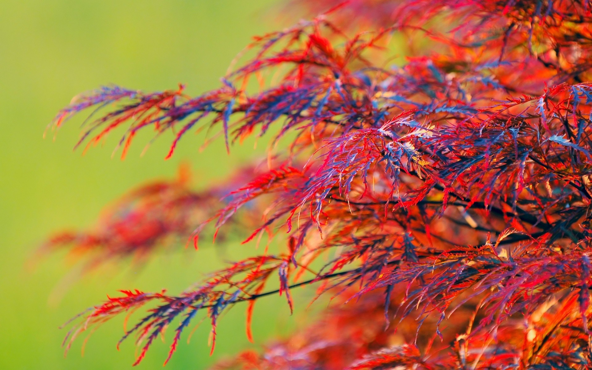 jesień liść jesień natura kolor flora sezon pulpit jasny piękny zbliżenie na zewnątrz drewno tekstura