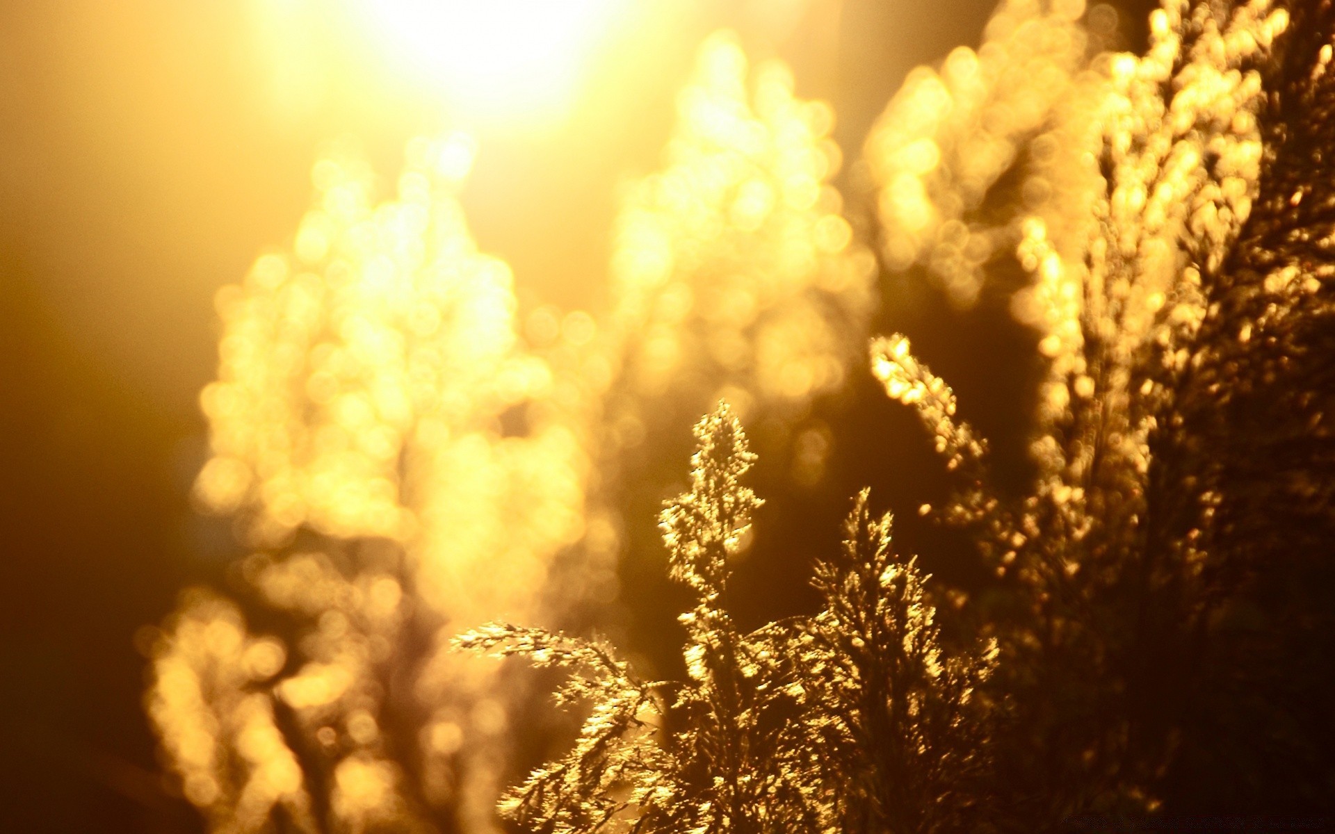 herbst natur sonne dämmerung gutes wetter baum sonnenuntergang im freien blatt sommer hell gold herbst