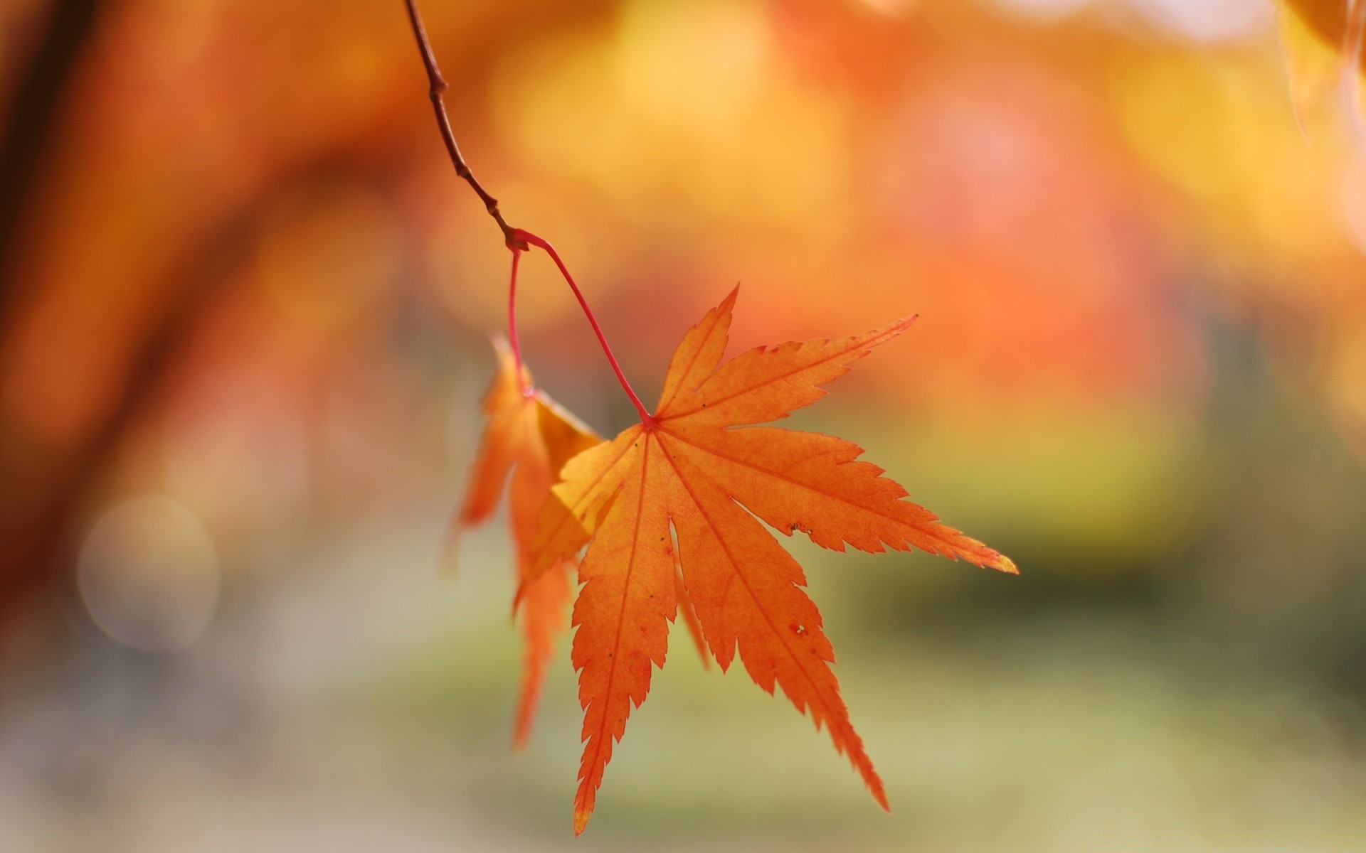 herbst blatt herbst natur ahorn hell im freien gutes wetter flora sonne holz holz saison farbe wachstum