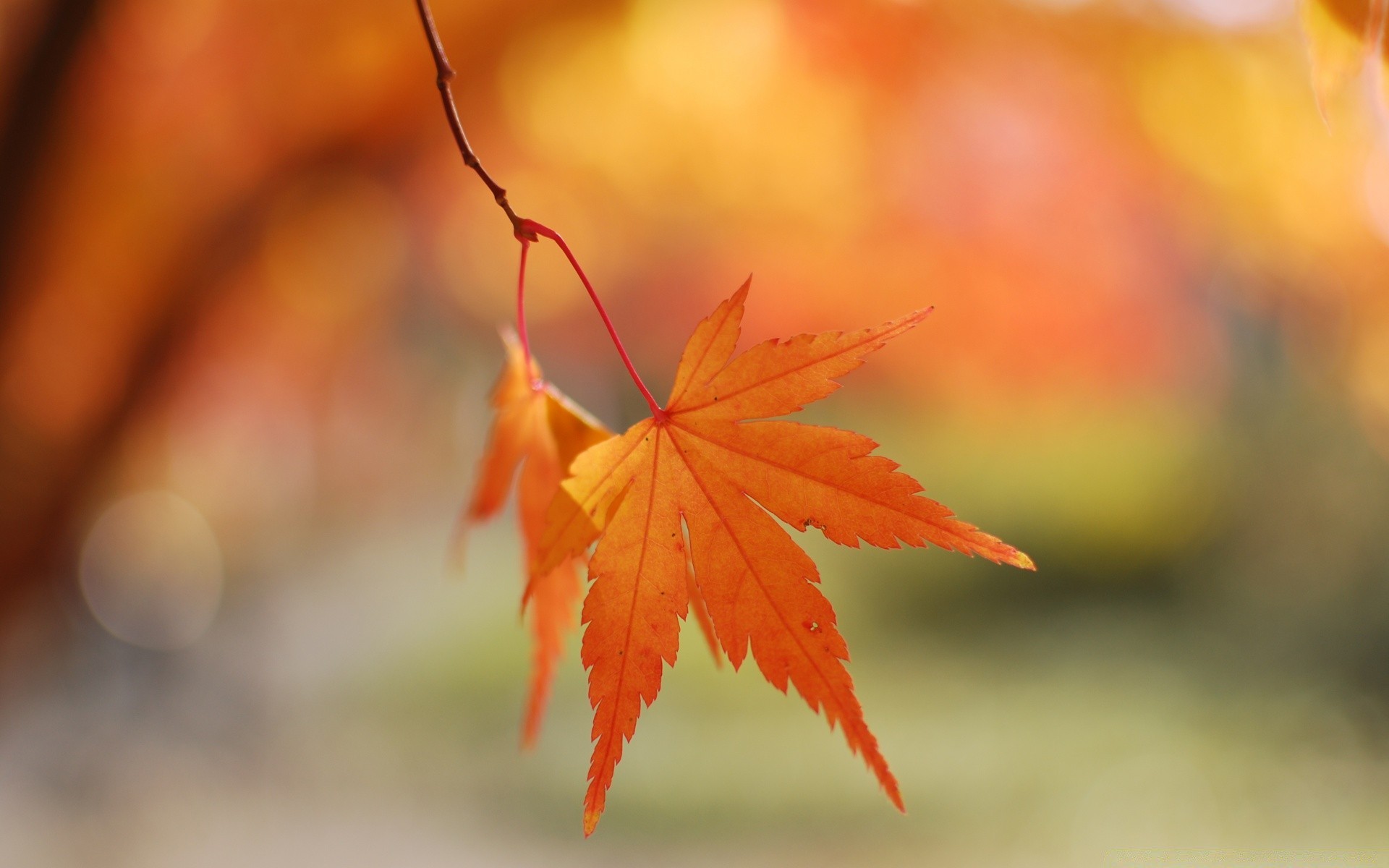 autunno foglia autunno natura acero luminoso all aperto bel tempo flora sfocatura albero sole legno colore stagione