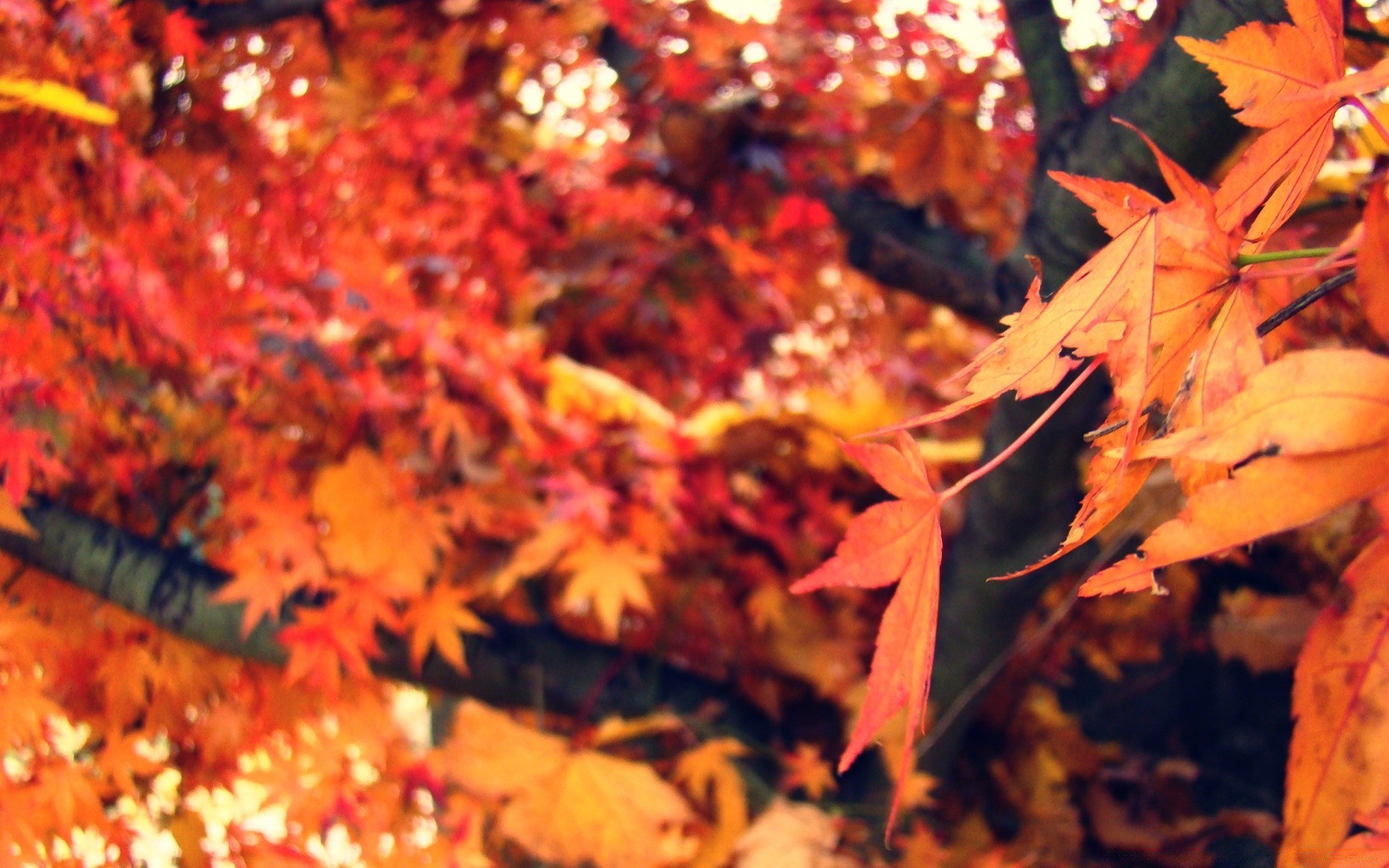 autunno autunno foglia di acero stagione natura di colore vivid albero all aperto flora oro che cambia parco di legno del desktop ringraziamento vivid