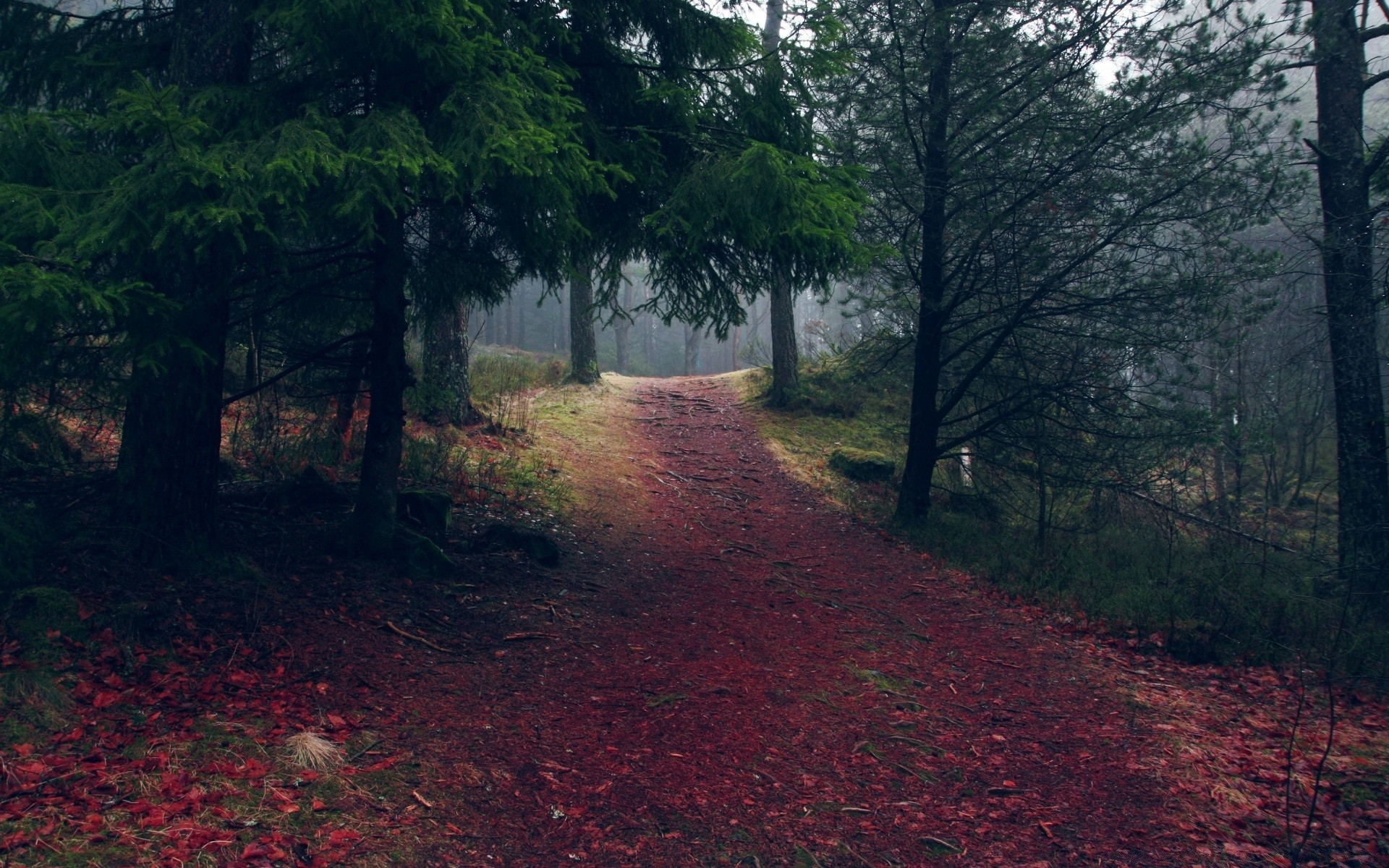 autumn tree landscape wood road park environment outdoors travel light dawn nature daylight scenic fog leaf