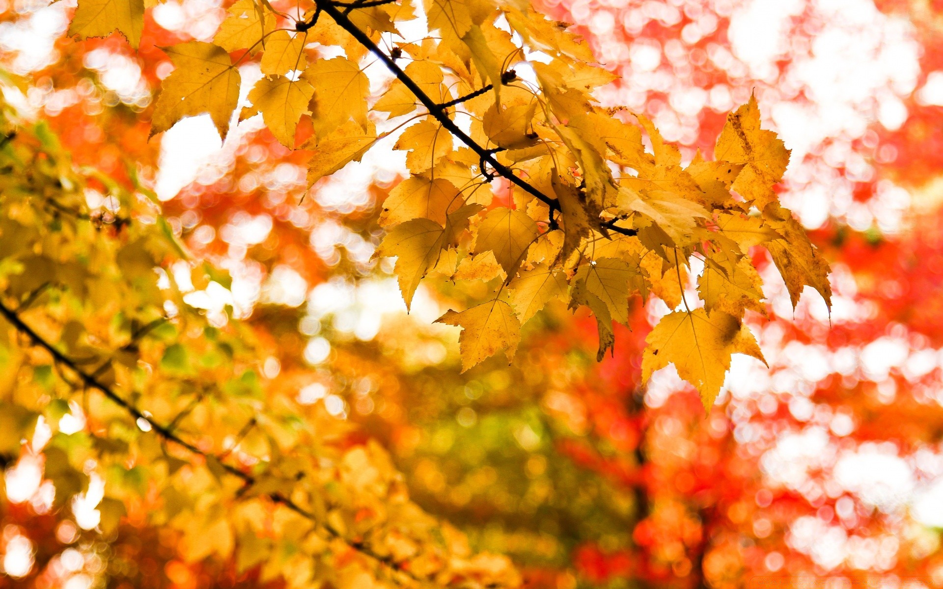 autumn fall leaf season maple bright gold color tree nature branch desktop vibrant flora lush park blur