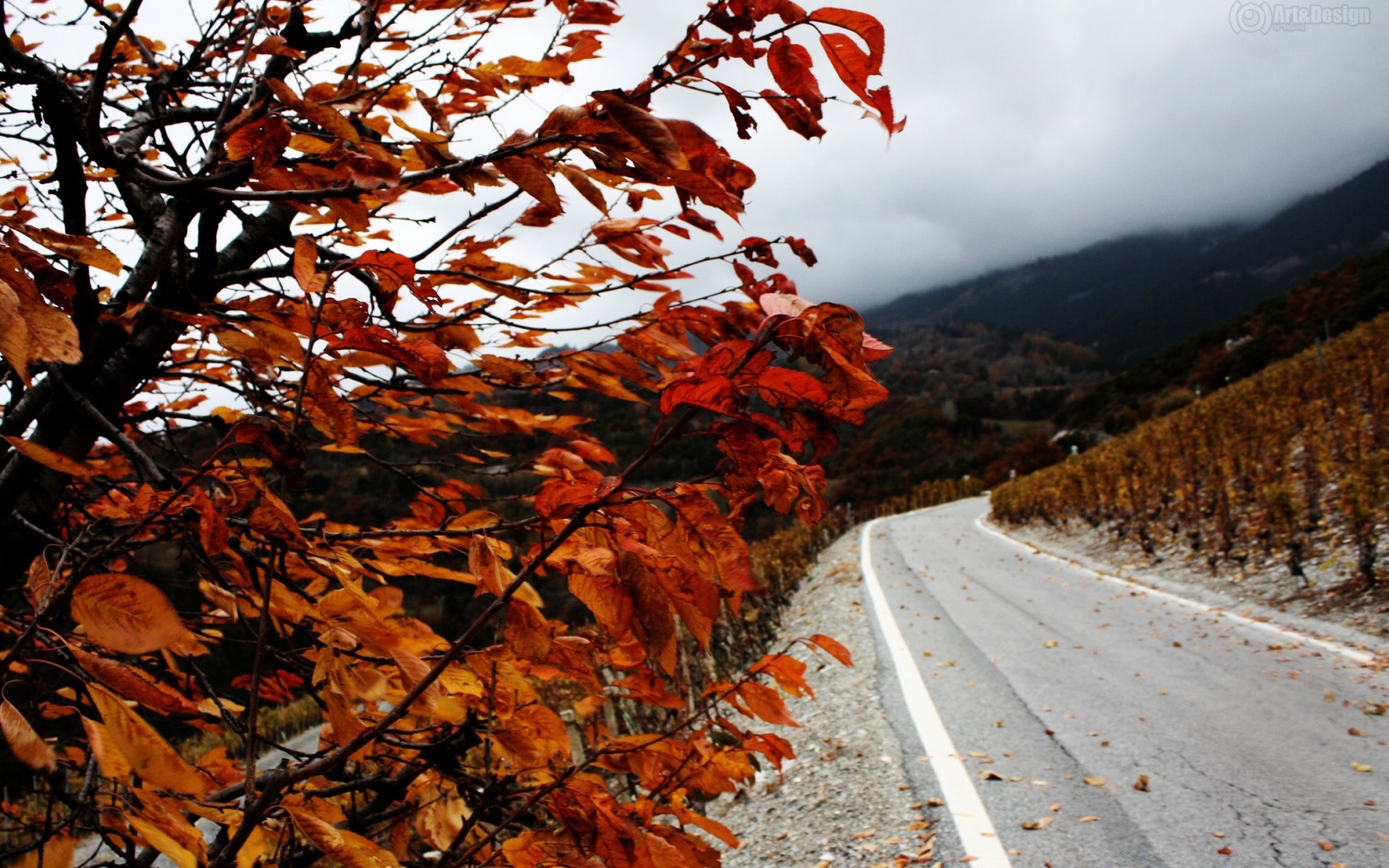 autunno autunno foglia albero natura stagione all aperto in legno di acero paesaggio cambiamento flora