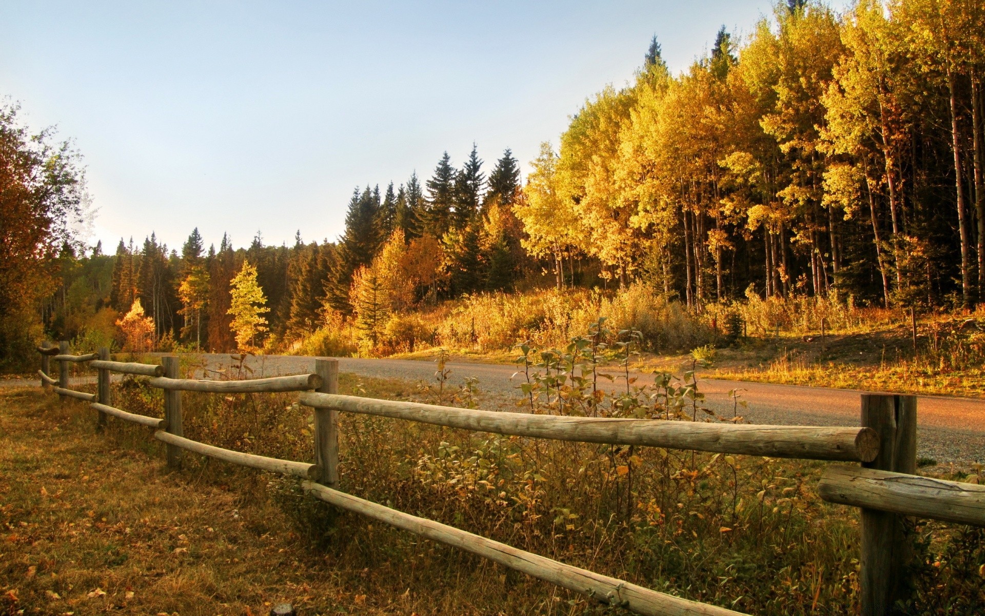 autunno autunno albero legno paesaggio parco foglia scenic outdoor natura stagione luce del giorno guida strada ambiente erba colore