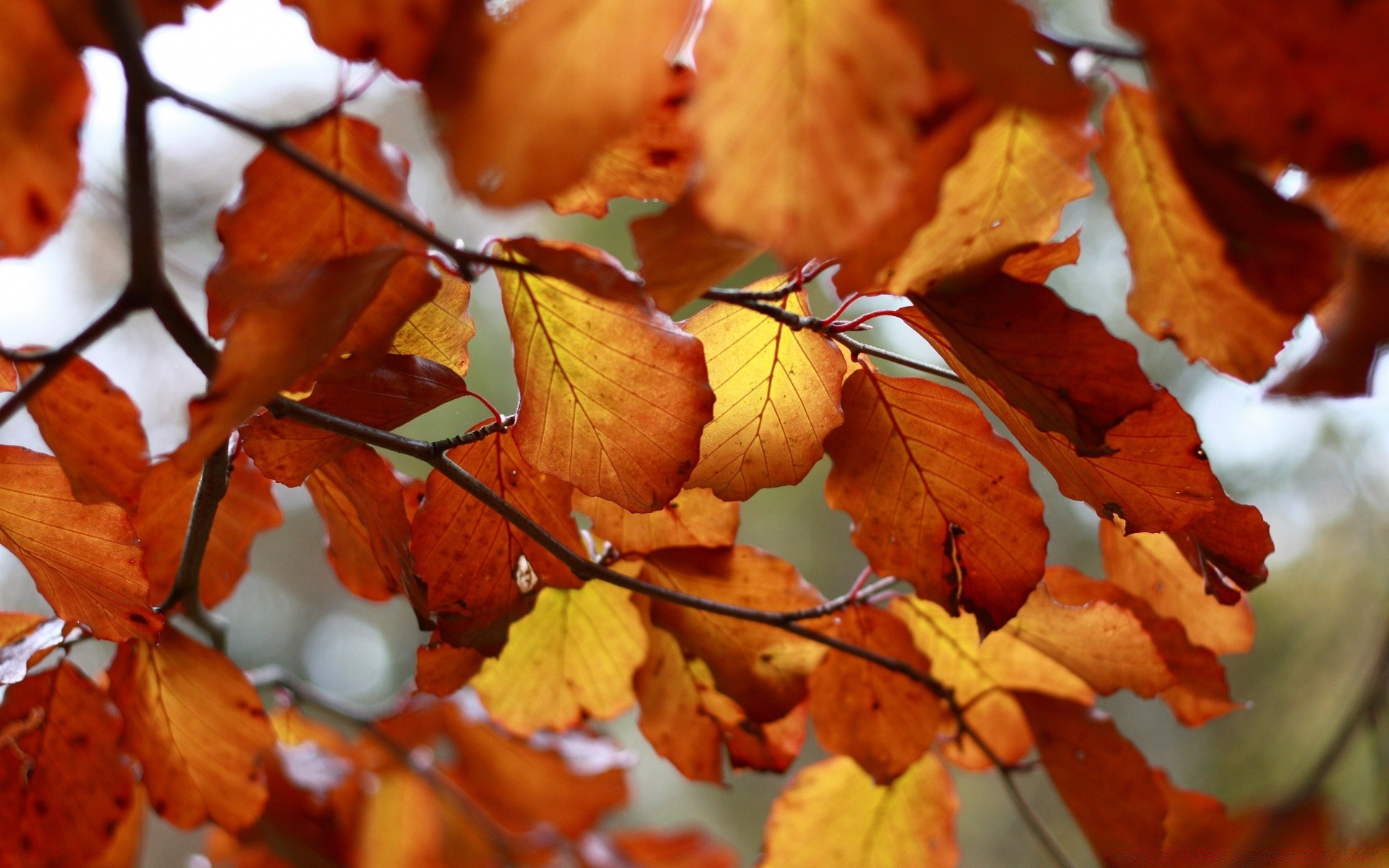 herbst herbst blatt natur flora ahorn saison baum farbe hell im freien park filiale schließen gutes wetter licht