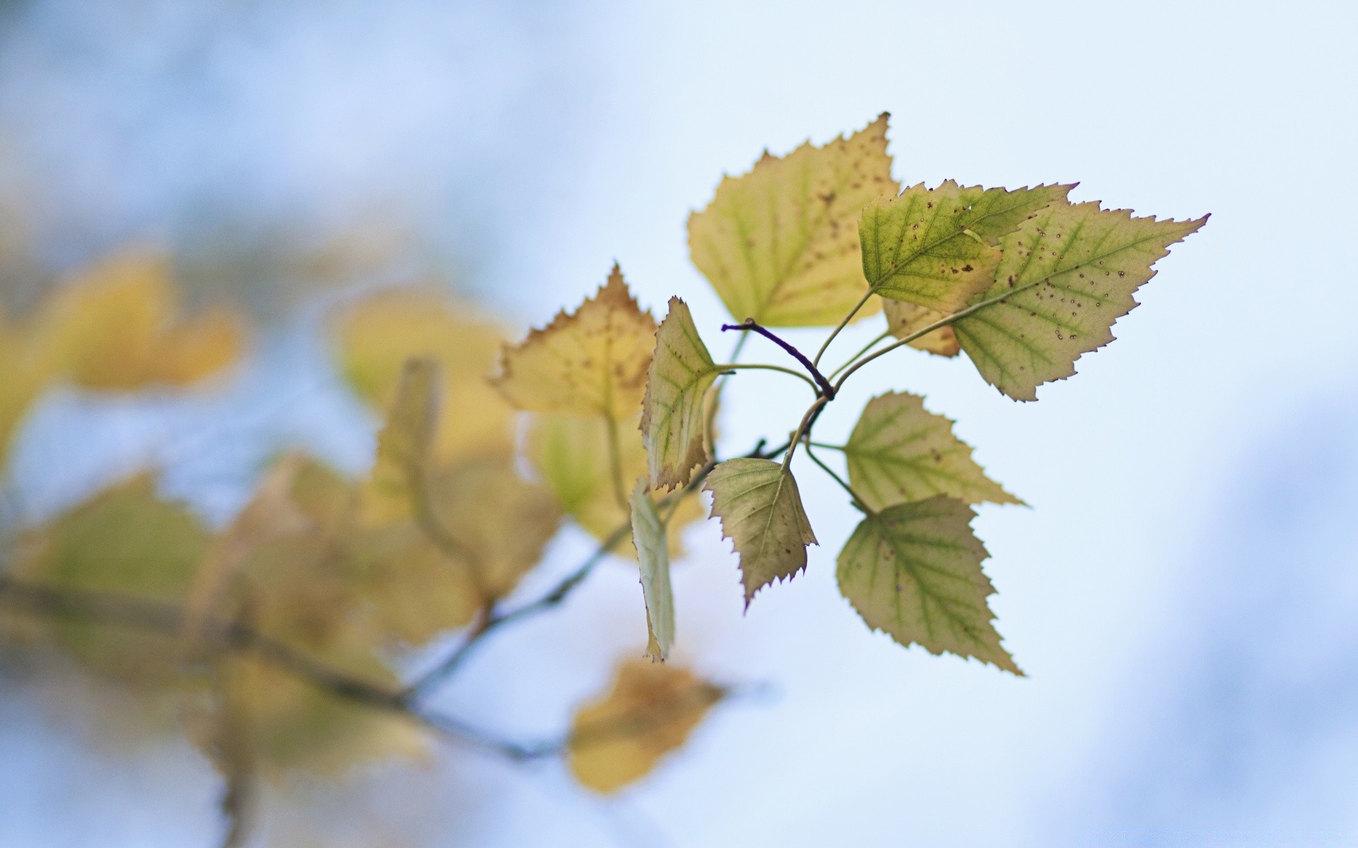 autumn leaf fall nature flora outdoors tree bright color season maple desktop branch wood fair weather light growth