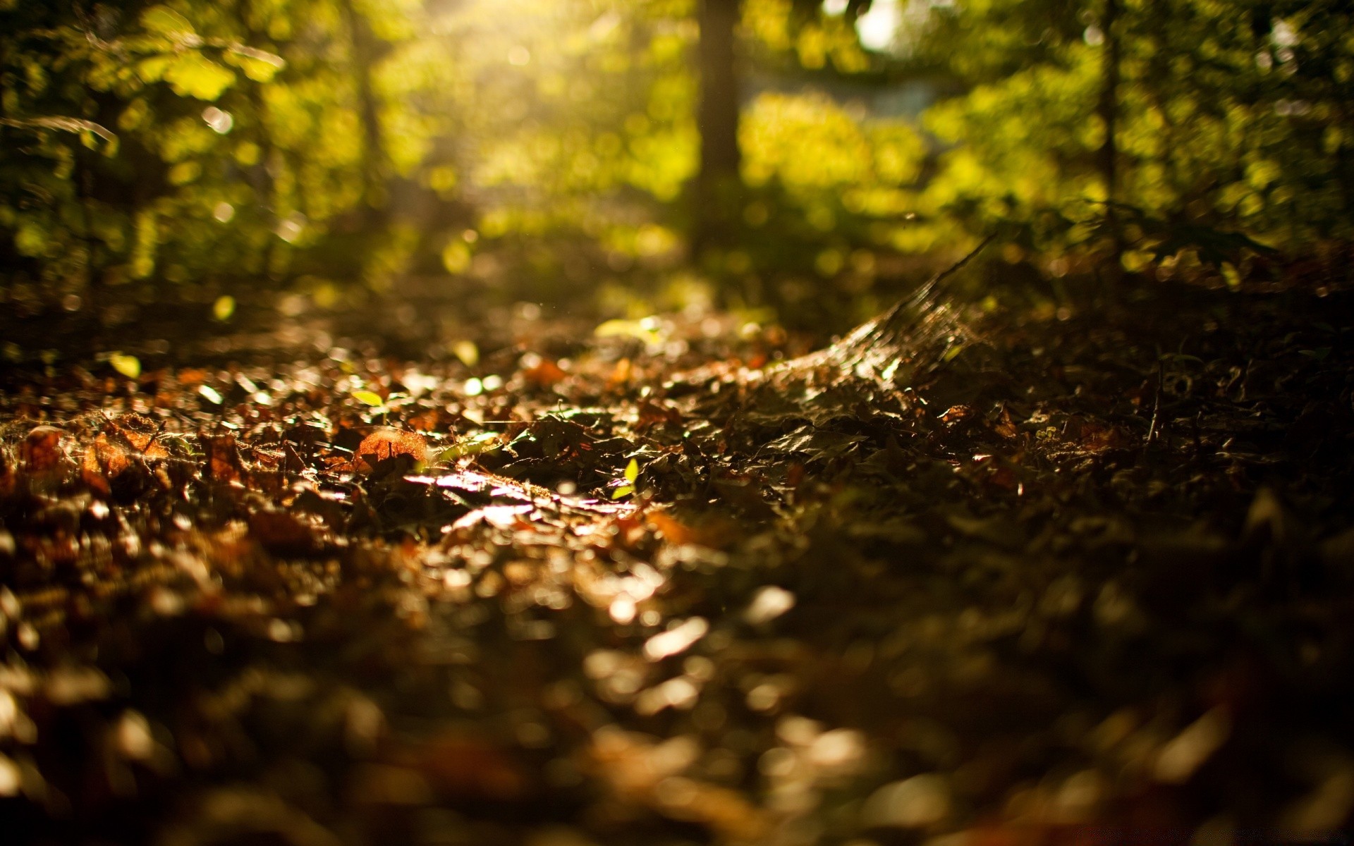 autunno autunno paesaggio albero legno foglia parco natura ambiente colore luce all aperto desktop sfocatura