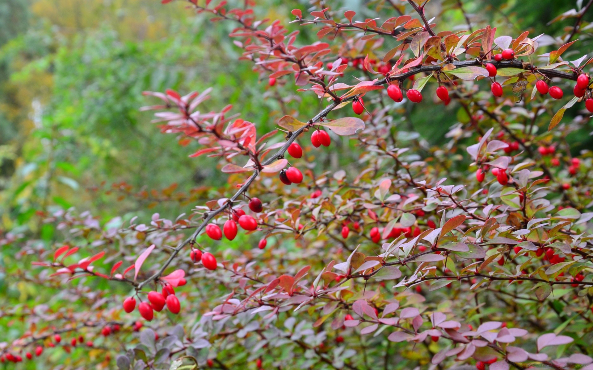 automne feuille nature arbre branche fruits arbuste saison jardin flore baie à l extérieur été lumineux automne croissance cerise gros plan