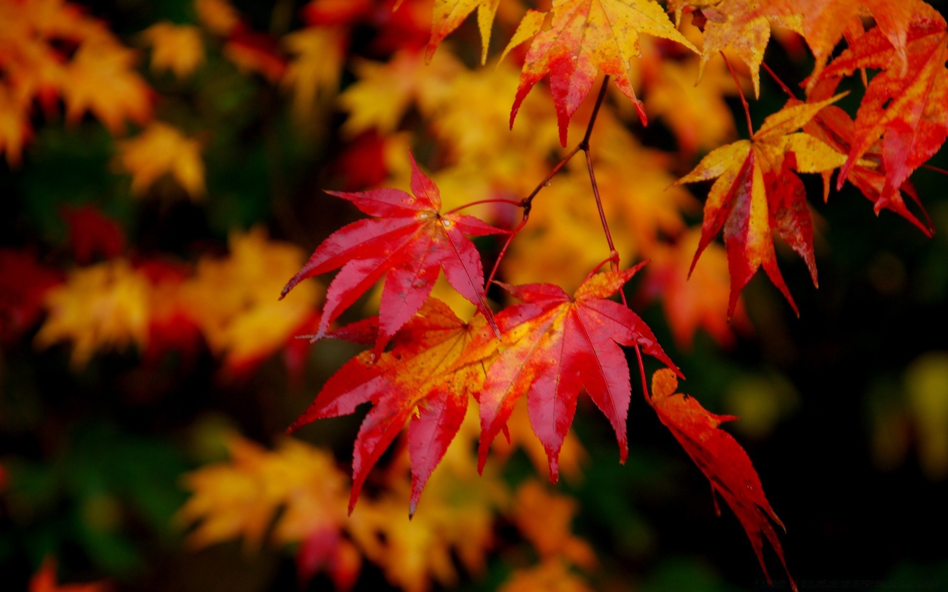 autunno autunno foglia acero natura vivid outdoor flora stagione colore giardino parco lussureggiante albero legno bel tempo sfocatura