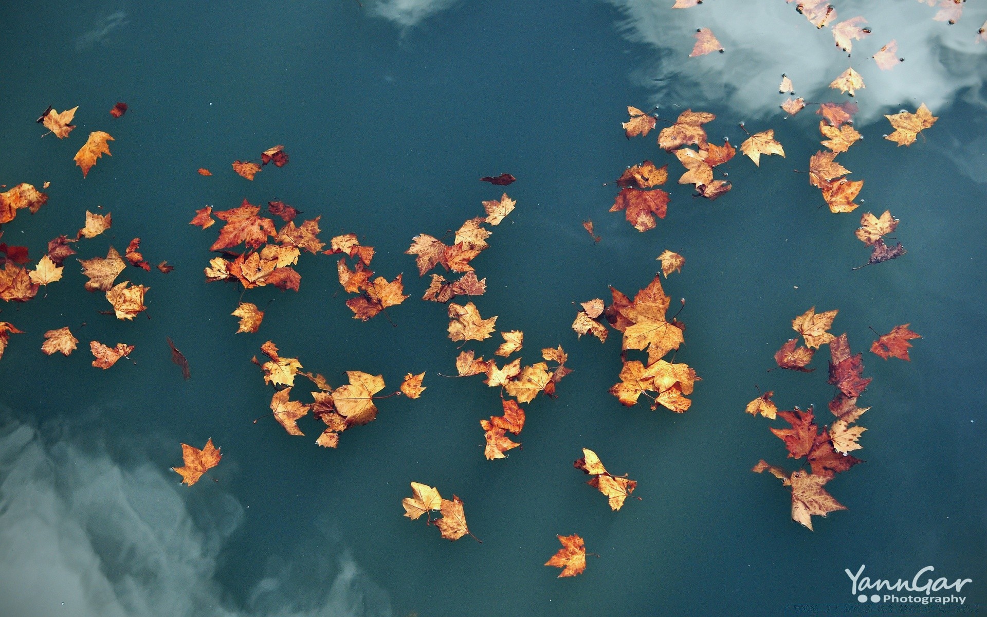 autumn water outdoors underwater fall nature leaf