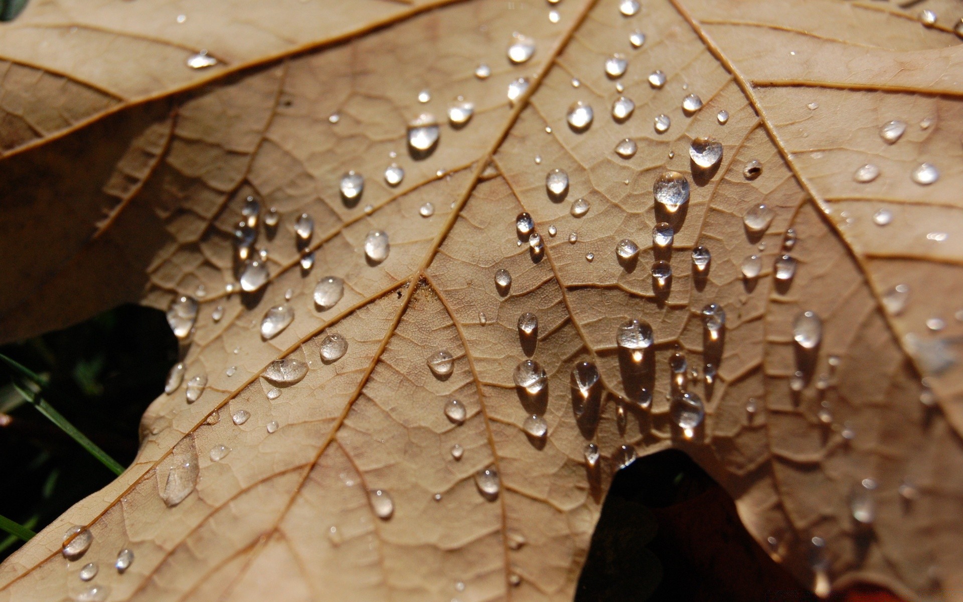 autumn rain dew drop nature leaf wet water fall close-up wood flora tree texture outdoors raindrop abstract color desktop pattern