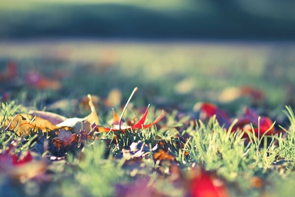 Yellow - red foliage on green grass