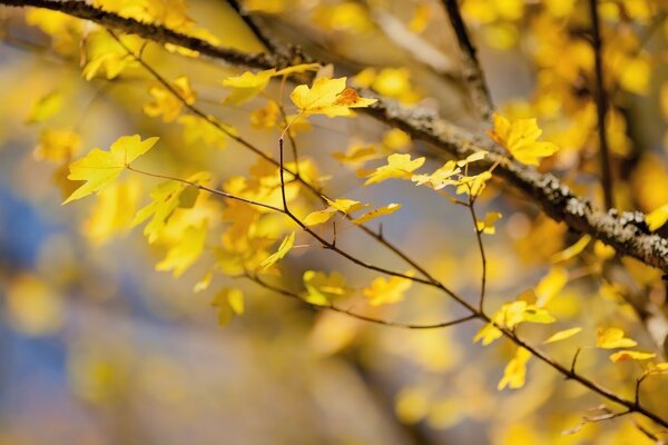 Naturaleza de otoño amarillo