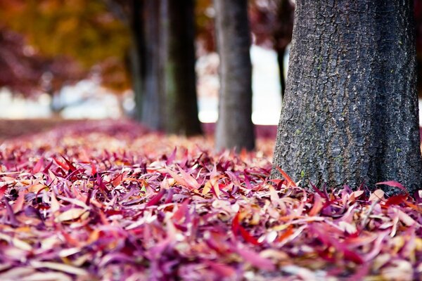 Autumn fallen leaves near trees