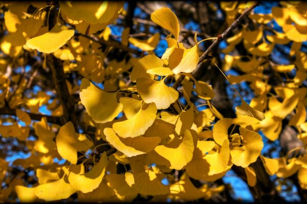 Ginkgo ağacının sarı, parlak sarı yaprakları karanlık dalların arka planına ve mavi gökyüzünün ışıklıklarına karşı