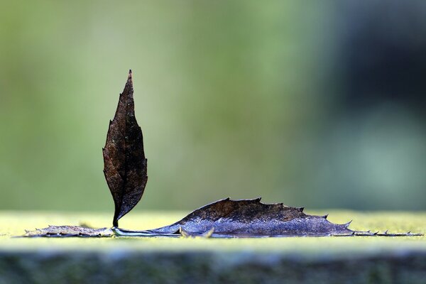 Autumn leaf after rain