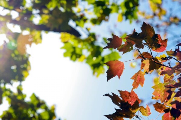 La natura dell autunno. Albero e foglie autunnali