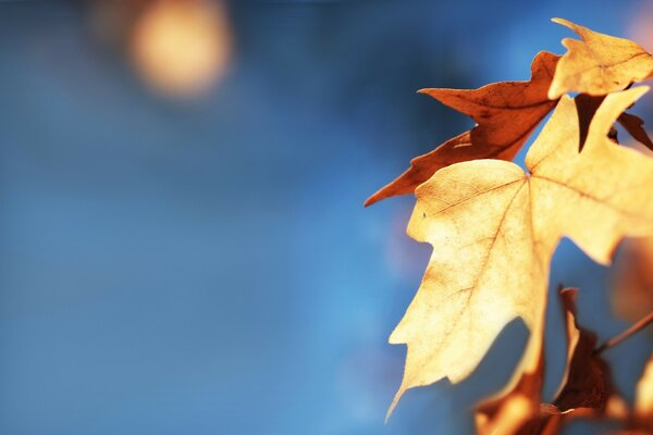 Bright yellow maple leaves on a blue background