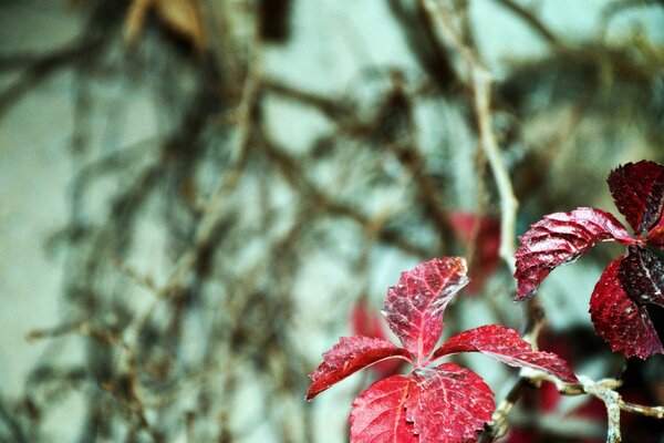 Autumn tree leaves in nature