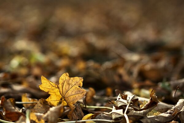 Foglia d acero gialla autunnale sul terreno