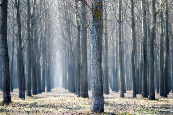 El bosque de otoño se prepara para el invierno