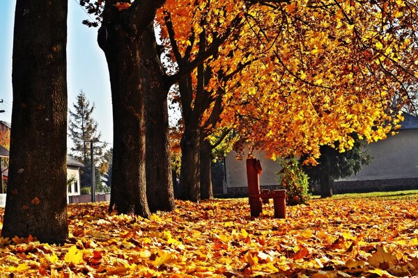 Les érables se sont dressés dans une rangée. Automne