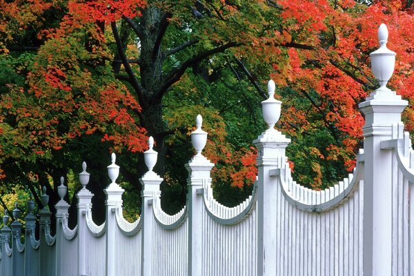 Jardin d automne des arbres