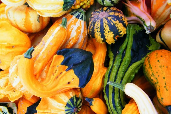 Citrouilles d automne, différentes citrouilles