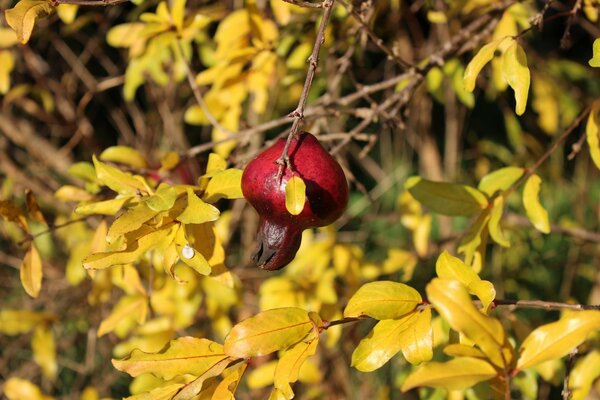 Bacca di rosa canina scarlatta su uno sfondo di foglie gialle