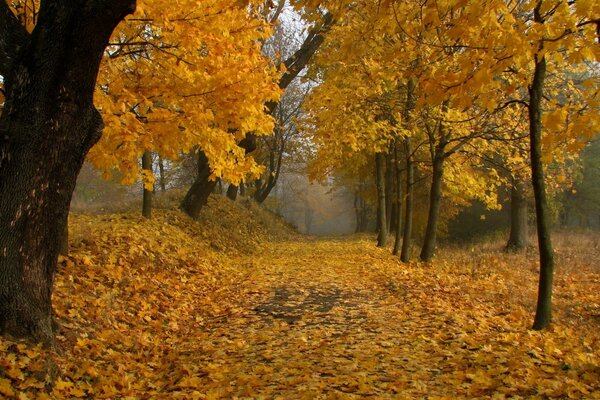 Goldener Teppich aus gefallenen Blättern