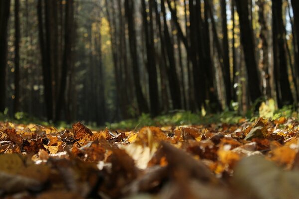 Floresta de outono e folhas amarelas no chão