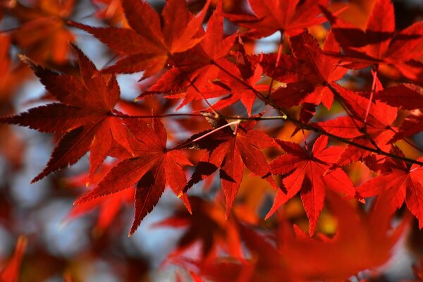 Hoja de arce de otoño adornó la naturaleza