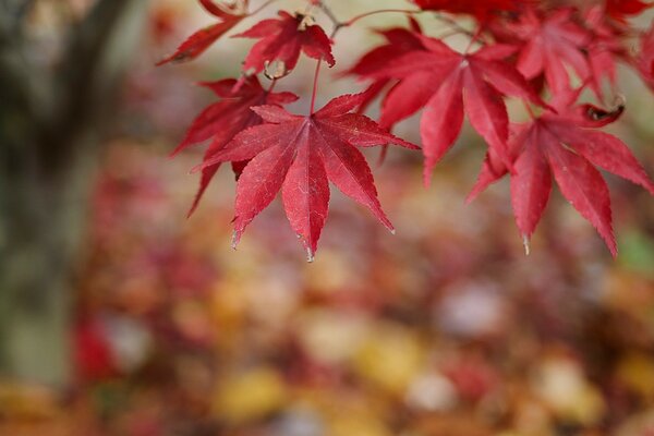 Rote Blätter auf Herbstbäumen