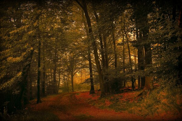 Foresta autunnale con alberi ad alto fusto