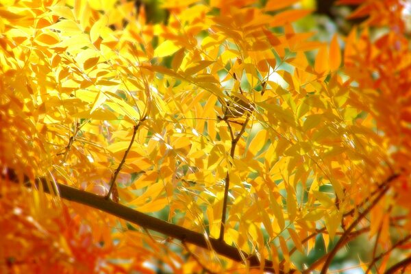 Die Blätter der Bäume im Herbst des Jahres