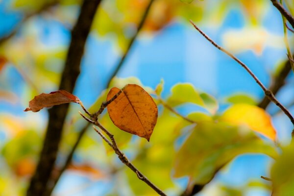 Red yellow leaves on branches