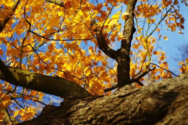 Albero autunnale con fogliame giallo