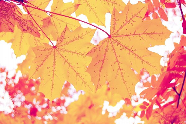 Yellow and red maple leaves in the sunlight