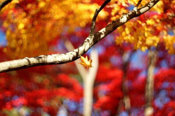 Foglia che cade dall albero autunnale