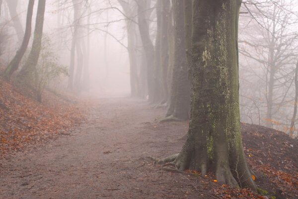 Herbstpfad im nebligen Wald