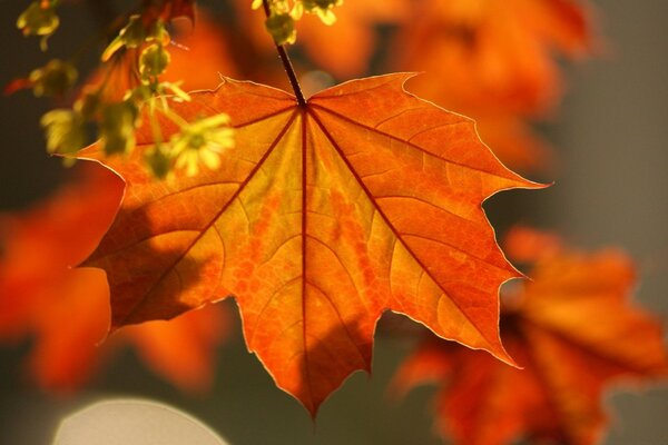 Grandes folhas de bordo laranja e pequenas flores