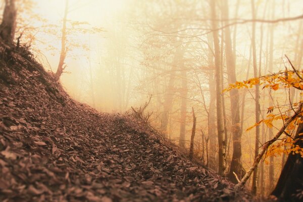 Paesaggio autunnale della natura. Foresta d autunno