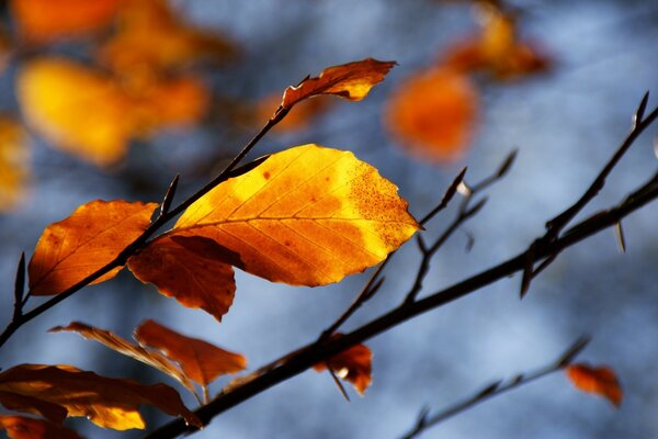 Hojas en una rama de árbol de otoño