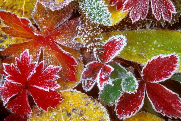 Las hojas se congelan, se siente la llegada del invierno