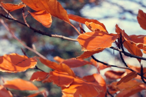 Leaves holding on to the autumn wind