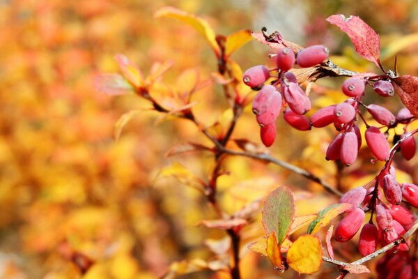 The season of nature is autumn. Leaves and trees