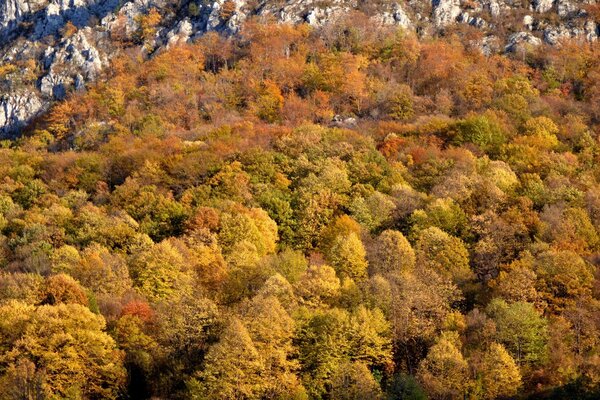 Күзгі орман пейзажы жоғарыдан көрініс