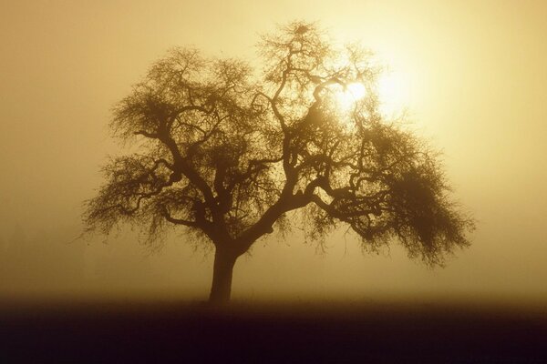 Foggy landscape with a lonely tree