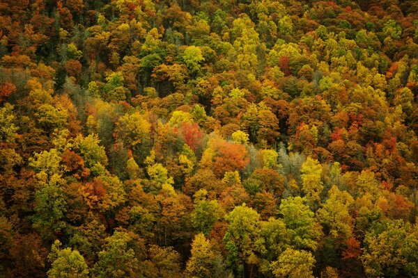 The palette of colors of the autumn forest